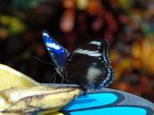 Tropische vlinder met fruit ( Tropical butterfly with fruit) Collectie 2018 van Jan van Bruggen thumbnail