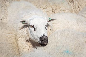 Portrait d'un mouton sur Els Broers