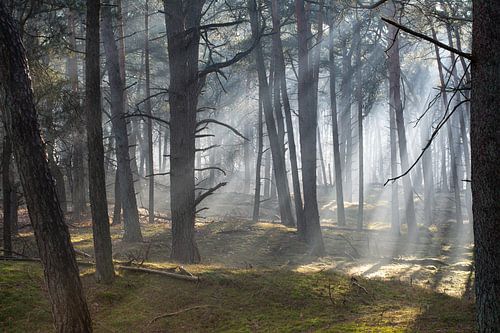 The sun shines in the forest