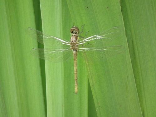 Libelle