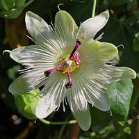 Passionsblume