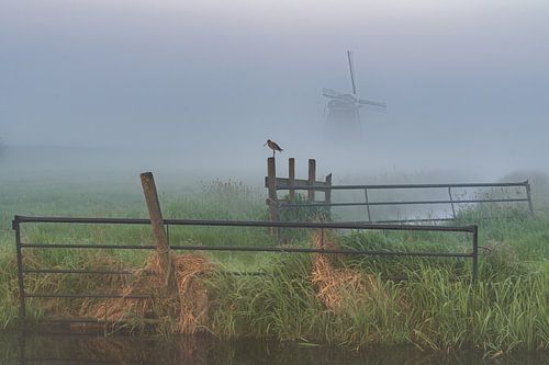 Alphen aan den Rijn - Molenviergang Aarlanderveen - Grutto op een hek van Frank Smit Fotografie