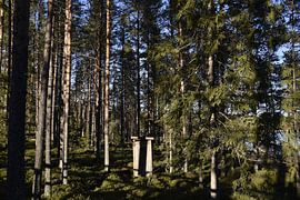 Deep forest shelter