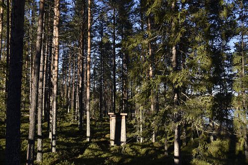 Abri forestier profond
