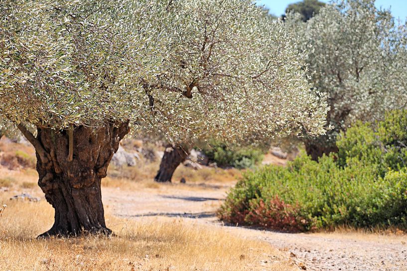 Olive trees in an olive grove by Jana Behr