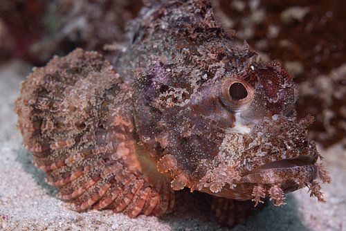 Scorpionfish @ Komodo, Indonesia