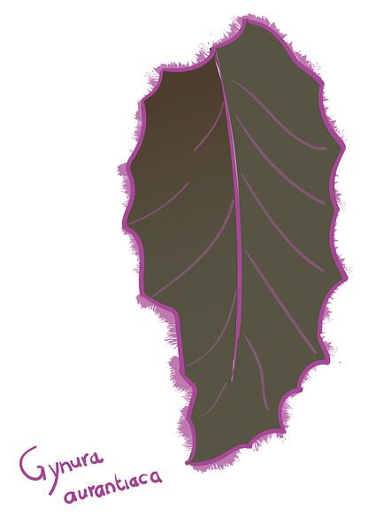 Blatt Gynura Aurantiaca - Serie 'Flora von Jeroen Visschers