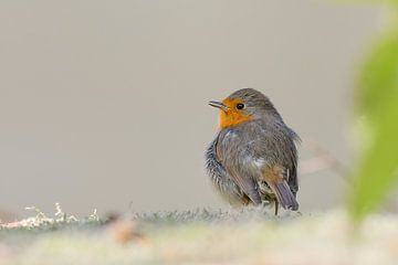 Robin by Dennis Bresser