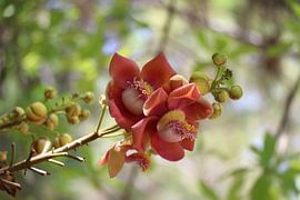 Flower by mathieu van wezel