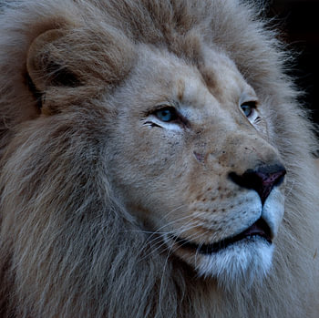 Lion head