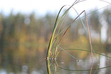 Plant of tranquillity by Remy Monteyne