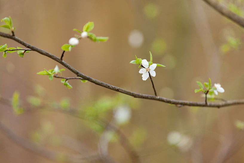 Bloesem van sleedoorn van Marijke van Eijkeren