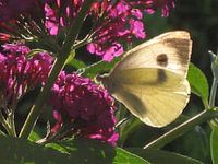 Vlinder