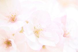 Cherry Blossom 1 softly captured by Jaap Tanis