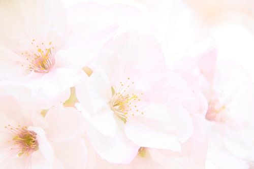 Kirschblüte 1 sanft eingefangen