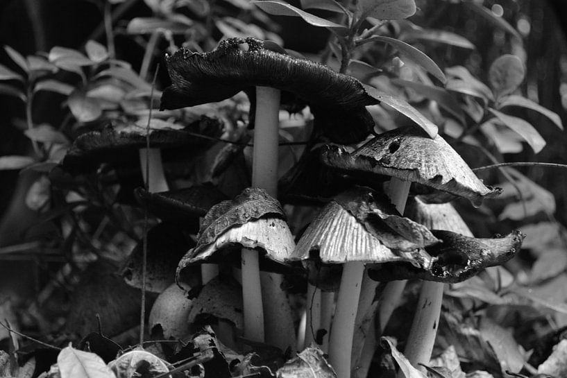 Mushrooms (black and white) by FotoGraaG Hanneke