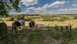 Blick auf Epen in Süd-Limburg von John Kreukniet