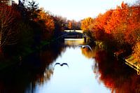 Herfstzicht met zwanen in Berlijn