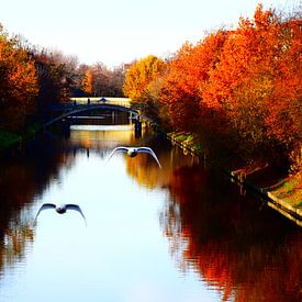 Autumn in Berlin with swans sur Joris van Huijstee