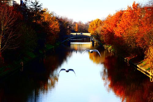 Autumn in Berlin with swans