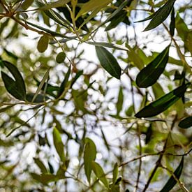 Sunlight through the leaves of an olive tree by Nicolette Suijkerbuijk