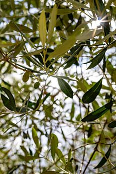 Sunlight through the leaves of an olive tree