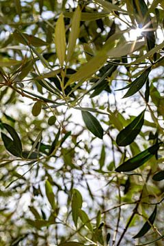 Sonnenlicht durch die Blätter eines Olivenbaums von Nicolette Suijkerbuijk