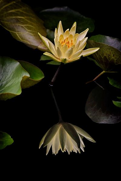 Yellow water lily reflection II by marlika art