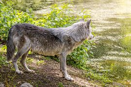 Le loup au bord de l'eau sur Triki Photography