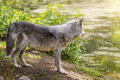 Wolf aan de Oever