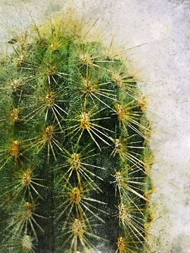 Cactus succulents art nature verte #succulents sur JBJart Justyna Jaszke