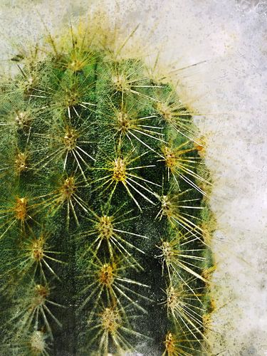 Cactus vetplanten groene natuur kunst #succulenten