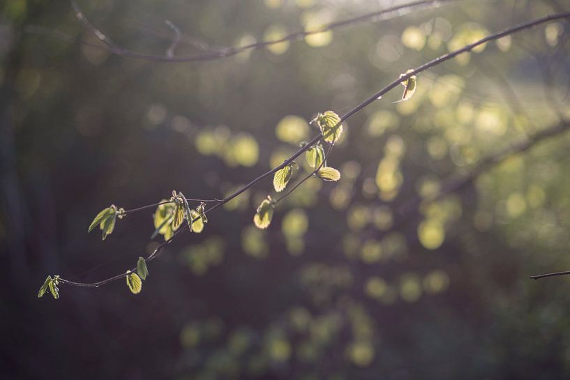 light green by Nathalie Van Den Heuvel