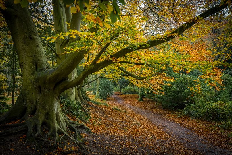 Dream forest in Wassenaar by Dirk van Egmond