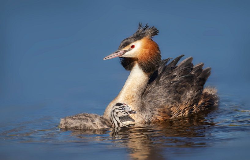 Grebes by Paula Darwinkel