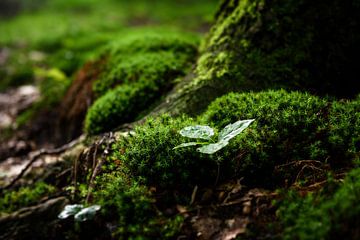 New life sur Emil Cobussen