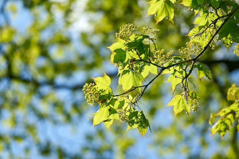 Érable de Colchide, Acer cappadocicum par Heiko Kueverling