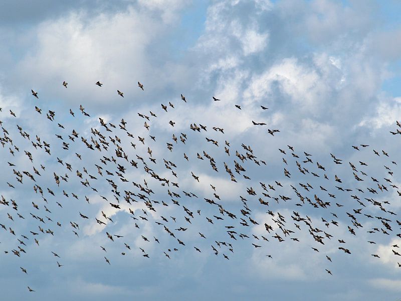 Leven in de lucht van ProPhoto Pictures