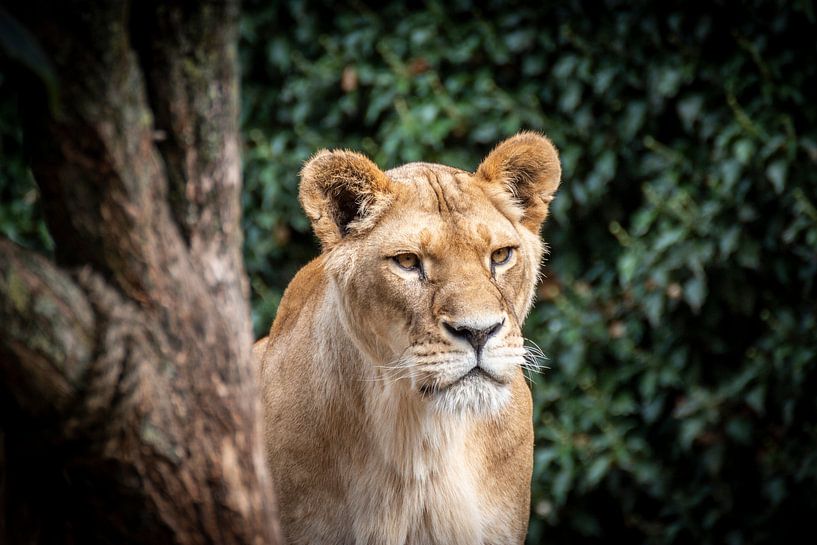 Leeuwin van LUNA Fotografie