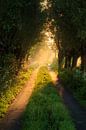 Hollands landschap in de mist van Rob Saly thumbnail