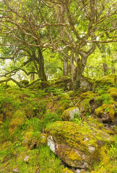 Bois de Tomies - Killarney (Irlande) par Marcel Kerdijk