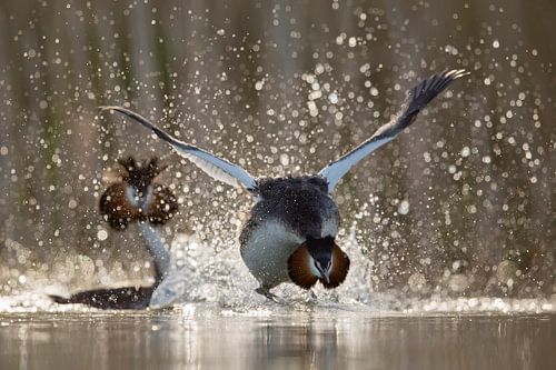 Sehen Sie, was ich tun kann
