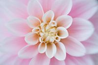 Licht roze dahlia