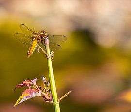 Libellule au repos sur Ingrid Aanen