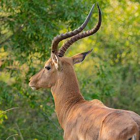 Impala in Hluhluwe National Park Nature Reserve South Africa by SHDrohnenfly