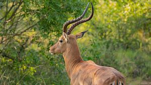 Impala im Naturreservat Hluhluwe Nationalpark Südafrika von SHDrohnenfly