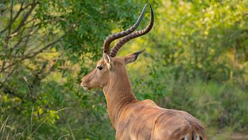 Impala dans la réserve naturelle du parc national de Hluhluwe Afrique du Sud sur SHDrohnenfly