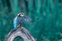 IJsvogel aan het poetsen