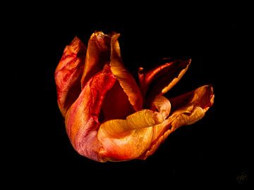 Tulp oranje dansend in de zon van TJ Cuperus