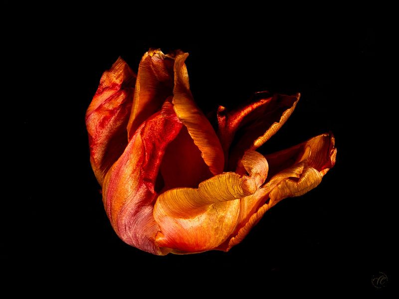 Tulipe orange dansant au soleil par TJ Cuperus